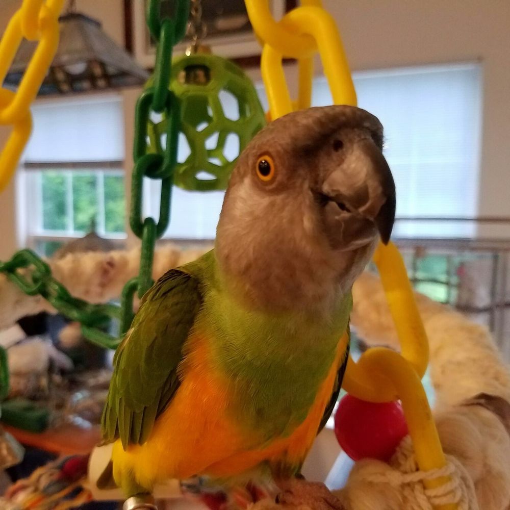 Meet your Posher, Loretta